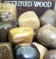 Lo Scarabeo Förstenat Trä - Petrified Wood